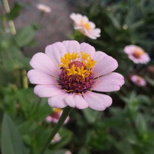 亚洲精品少妇18🈲网站
